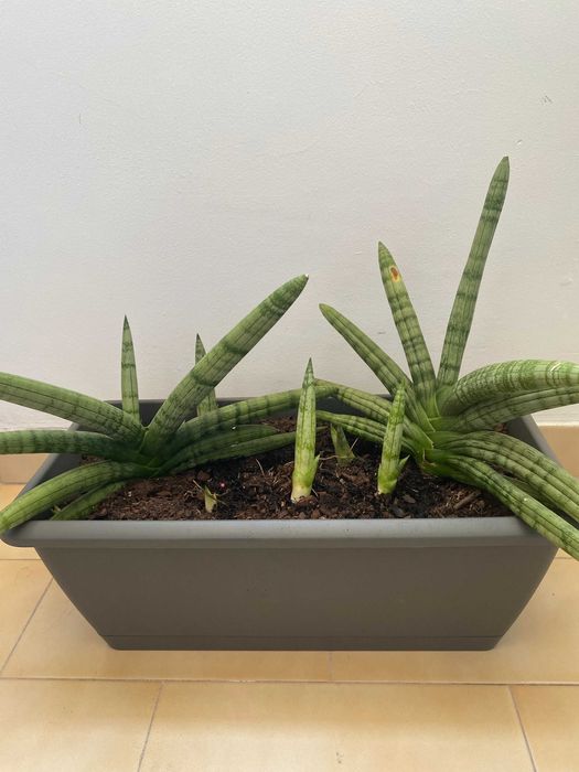 Suculenta Dracaena angolensis