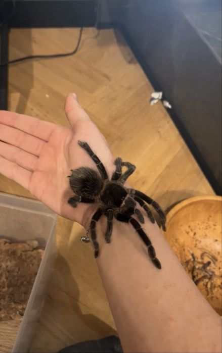 Lasiodora parahybana na sprzedaż.