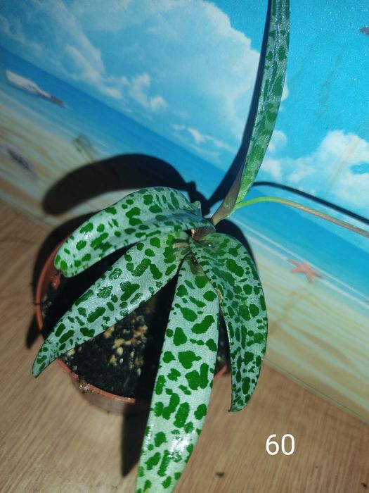 Генура варієгатна, есхінантус, цисус, маранта