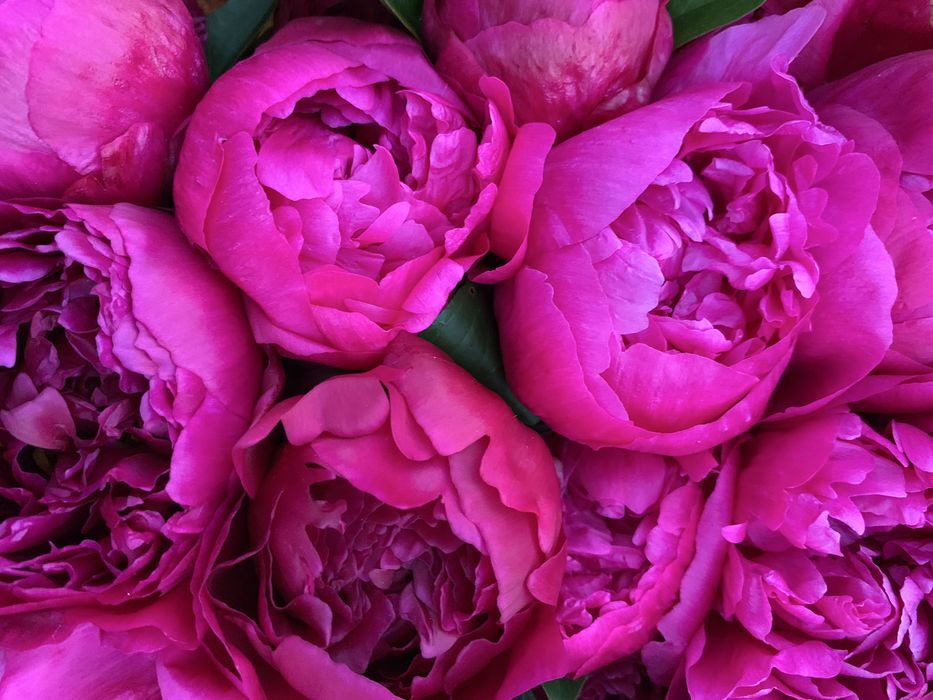 Кущі півоніі Coral charm