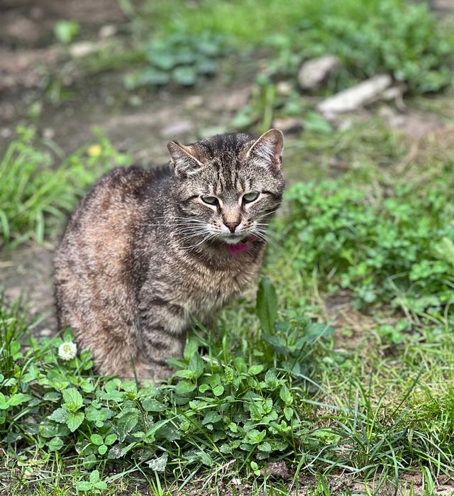 Moli - zielonooka burasia