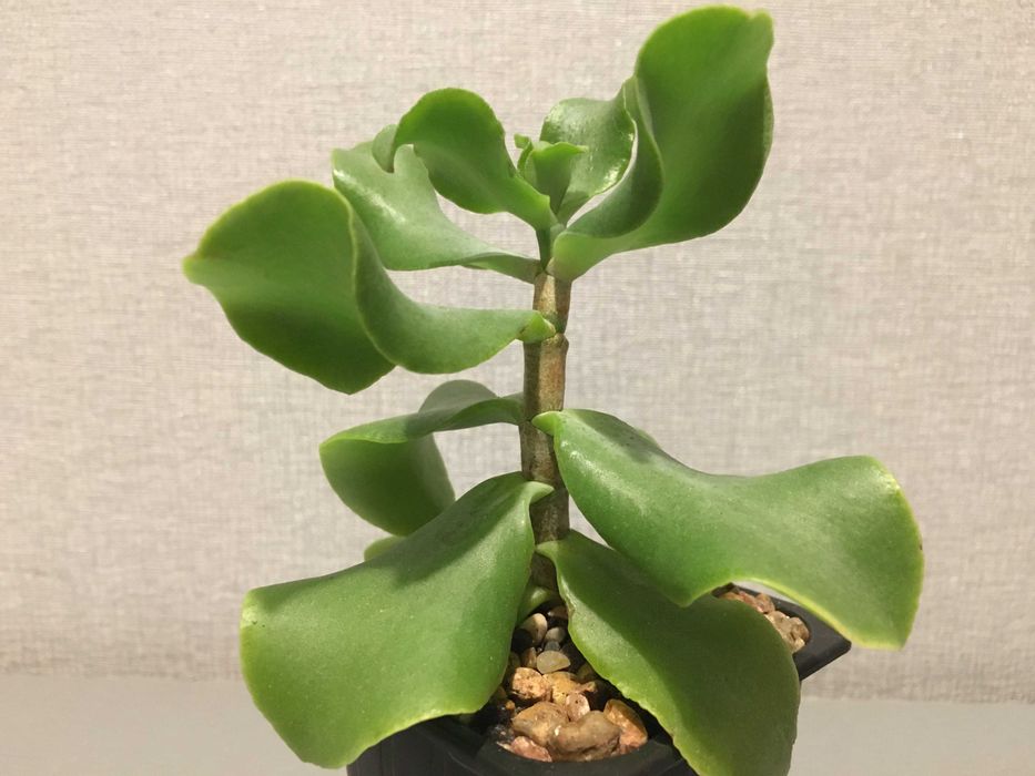 Красула Blue bird сукулент