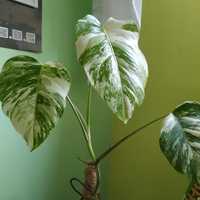 Monstera variegata