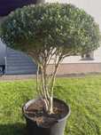 Bukszpan Wieczniezielony Bonsai