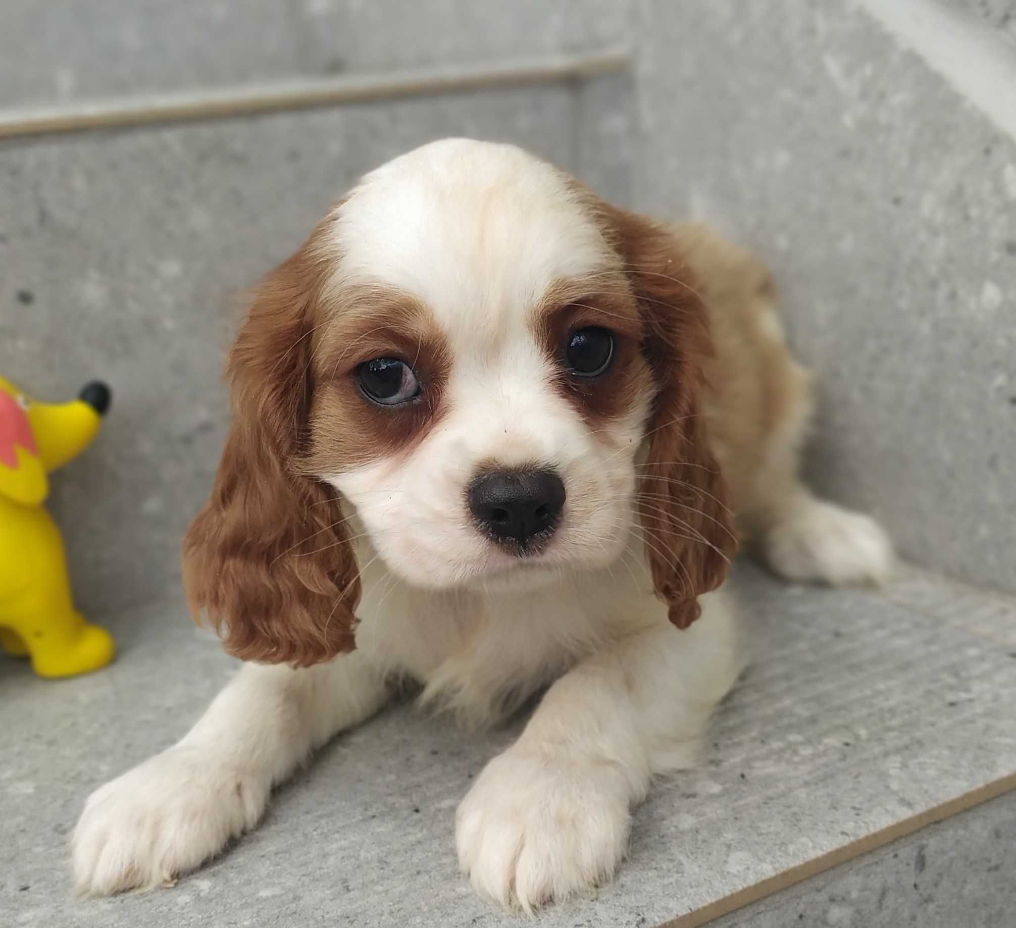 Piękna suczka rasy Cavalier King Charles Spaniel - rodowód ZHPR