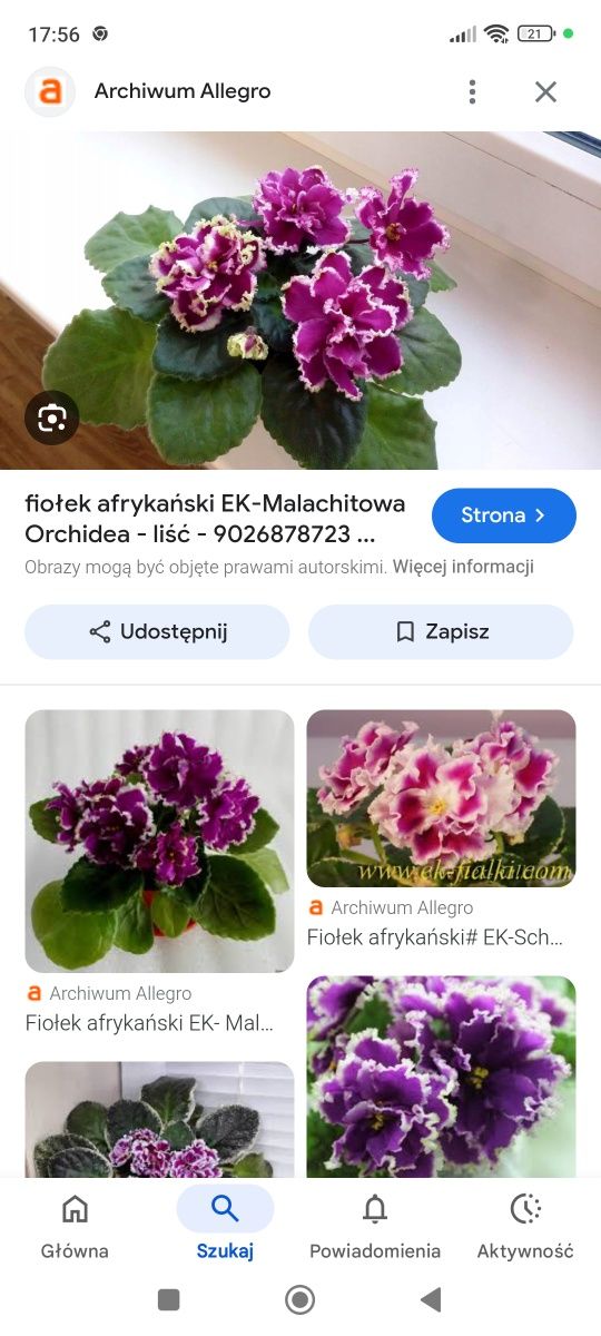 Zestaw trzech odmianach fiołków afrykańskich