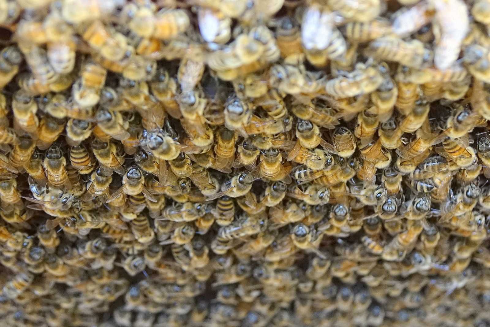 KIT pszczeli propolis świeży własna pasieka