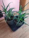 Aloes,sansewieria kwiat w doniczce