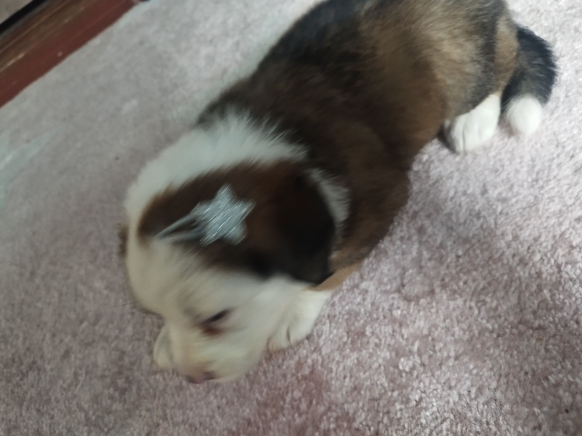 Szczeniaczki po Shih Tzu i Yorku