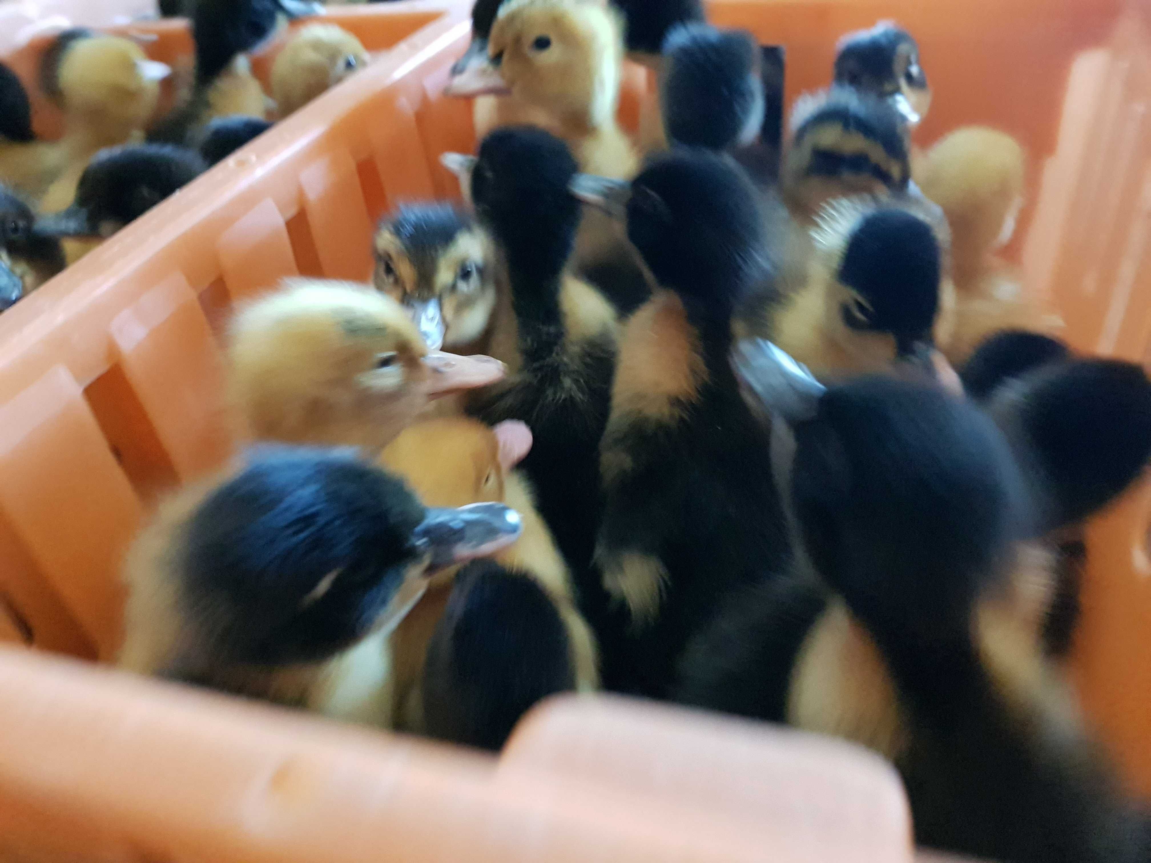 Kaczki pisklęta różne mulard, pekin do odchowu dostawa Gratis