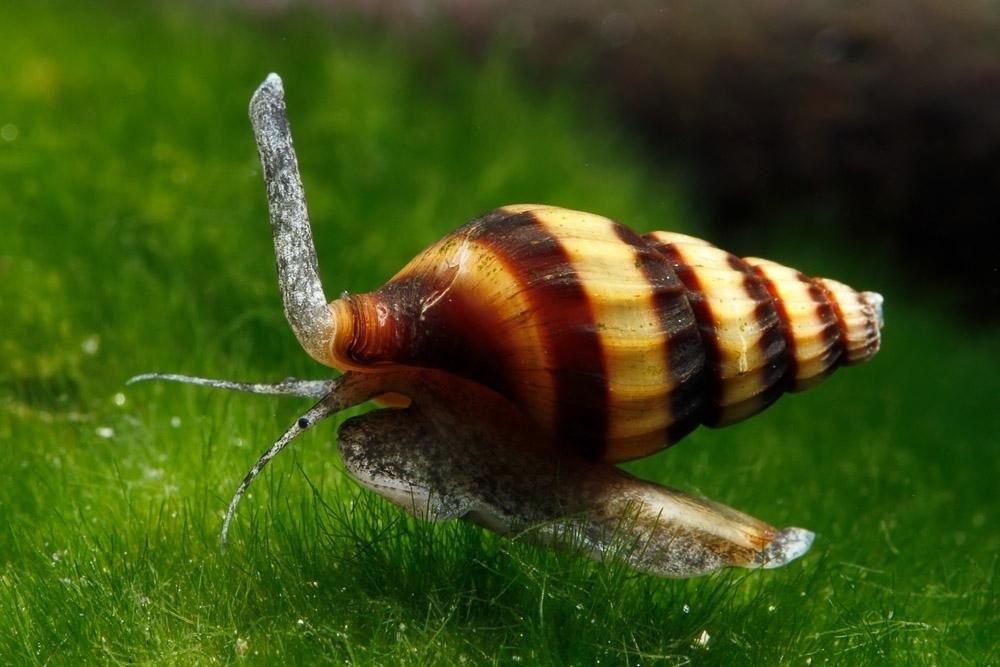 Ślimak helenka na plagę slimakow