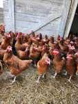 Kury NIOSKI od hodowcy ! Rossa Leghorn Sussex Dominant ! ZAPRASZAM !