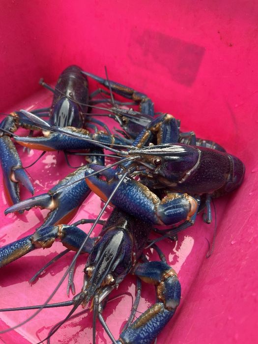 Продаж Австралійського рака