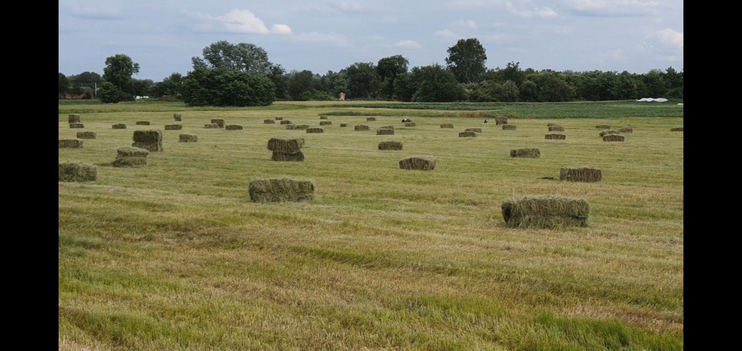 Сіно лугове сіно
