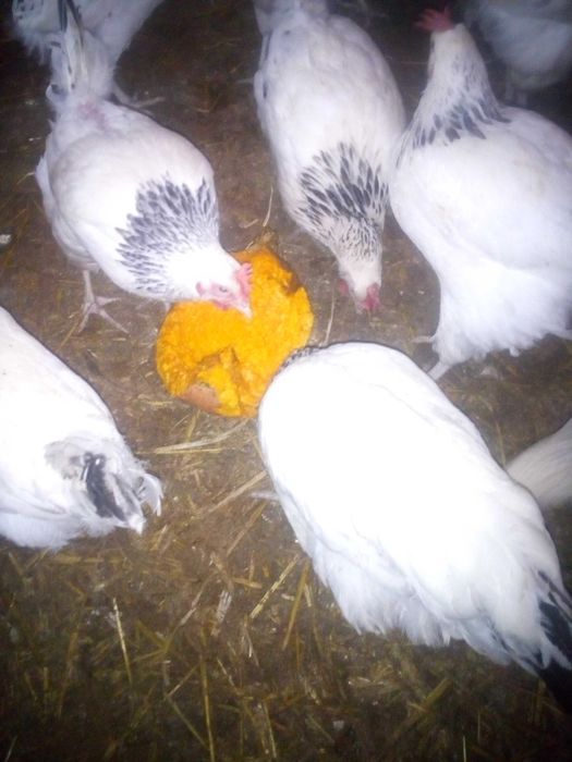 Jajka wiejskie  z wolnego wybiegu