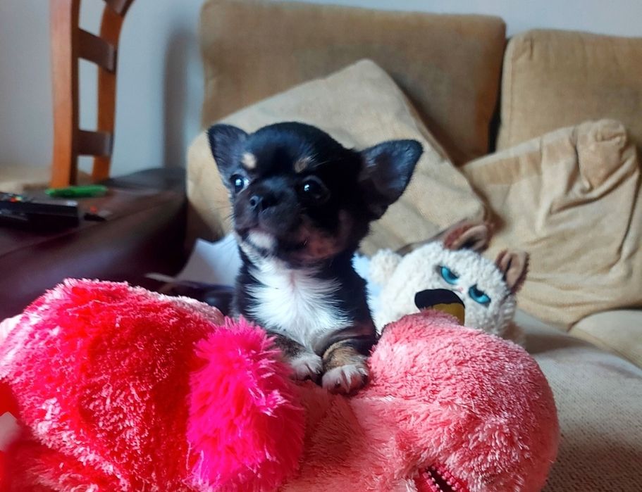 Excelente Chihuahua Fêmea