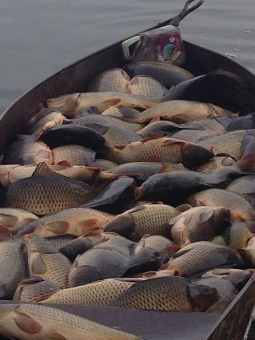 Жива риба-Товстолоб,короп,карась СЕРЕДИНКА,ГАЙСИНСЬКИЙ Р-Н