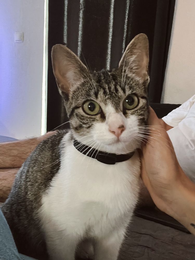 Gatinha com 7 meses para adoção