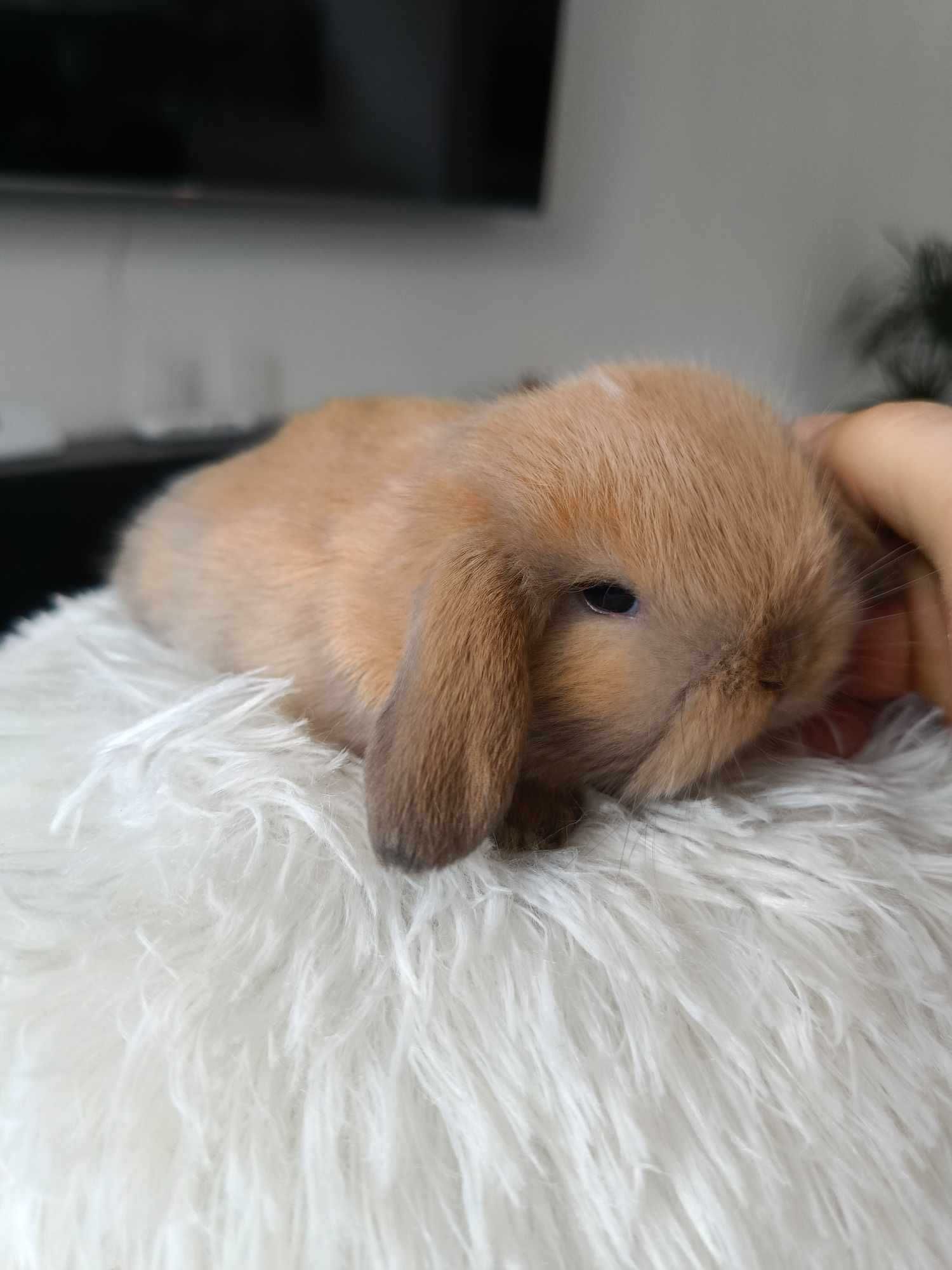 Mini lop karzełek Teddy hodowla zarejestrowana