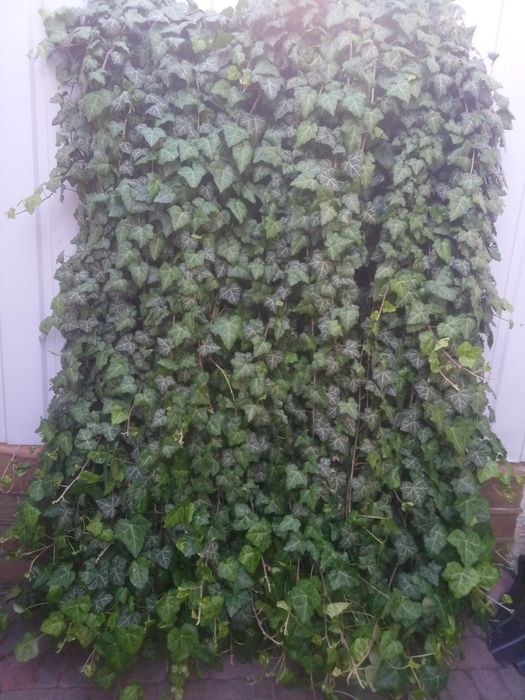 Гілки  плюща  КРАСИВІ по 1-2м