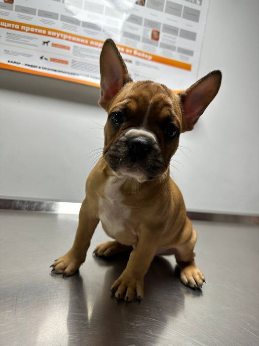 Французький бульдог