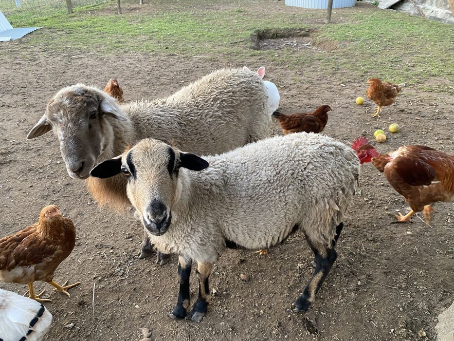 Ovelha macho e femia