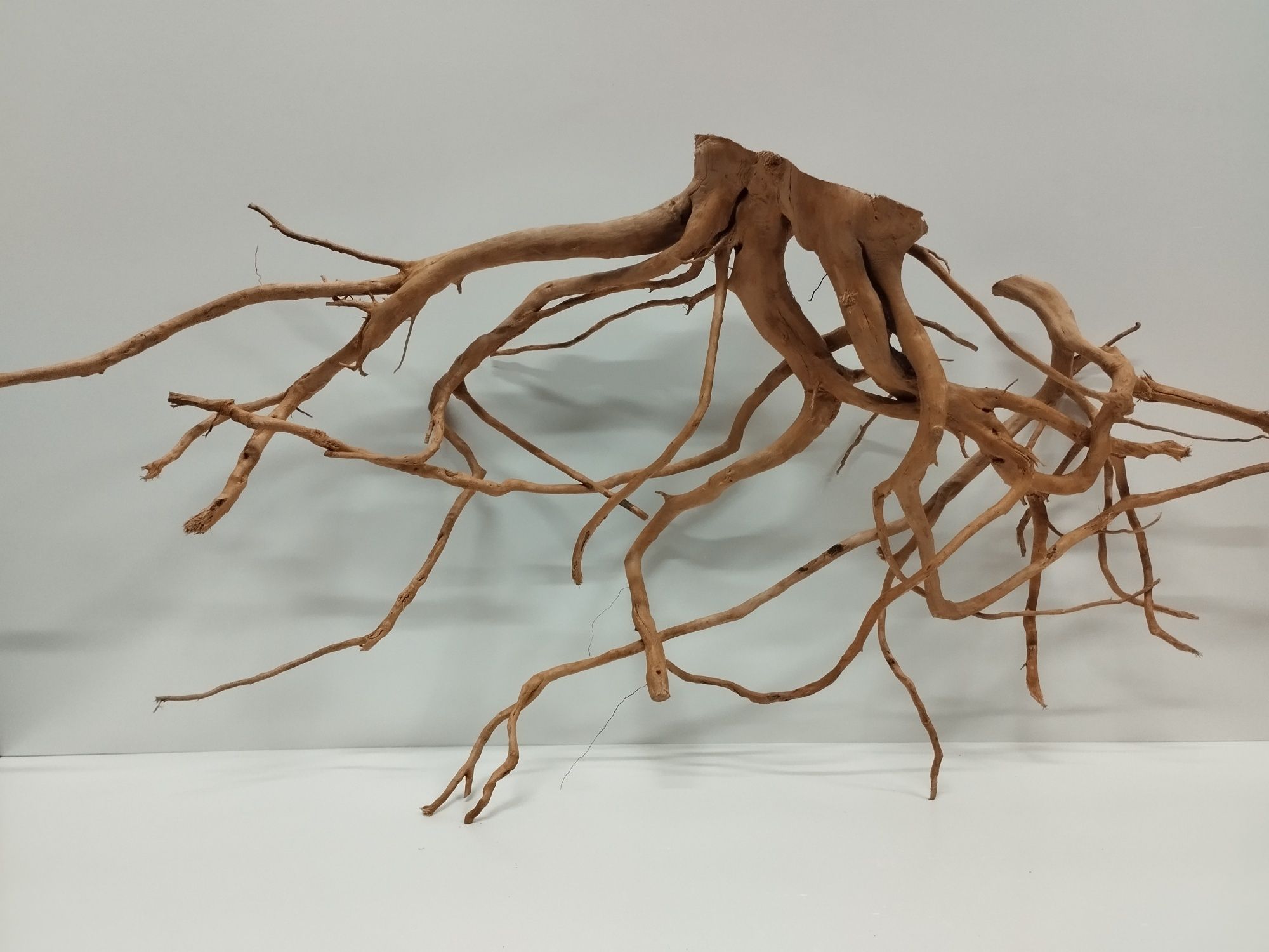 Piękny duży korzeń  XL japoński rozgałęziony Amano