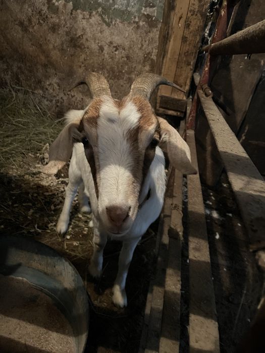 Sprzedam dwie młode Kozy