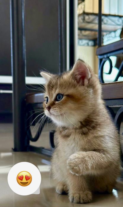 Шотландська  шиншила, кошенята британці