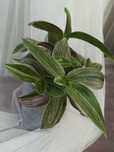 Trzykrotka 'nanouk'