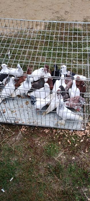 Nadwyżka gołębi  bialych