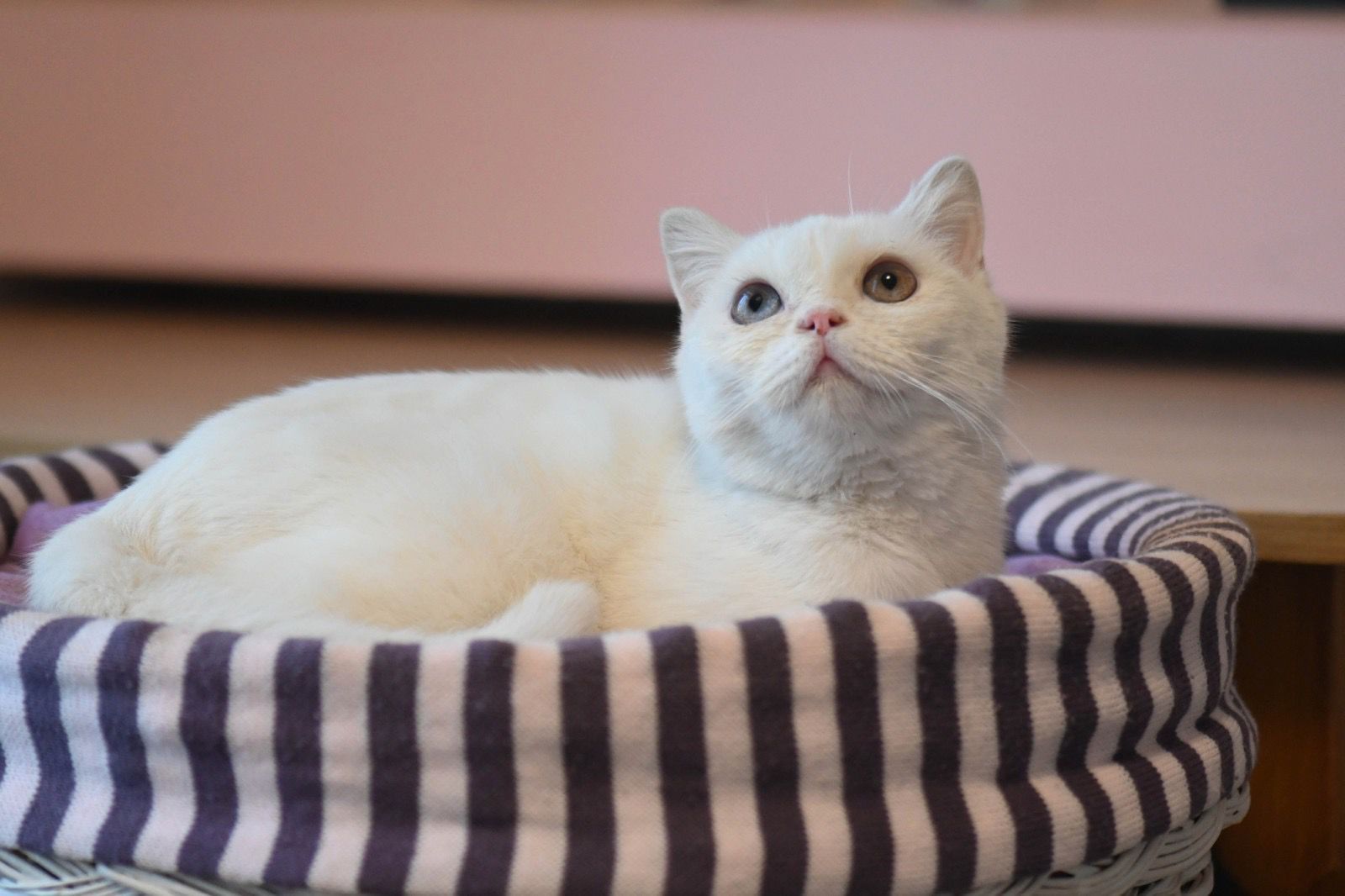Белый красавчик. Котик с яркими глазами и плюшевой шерсткой.