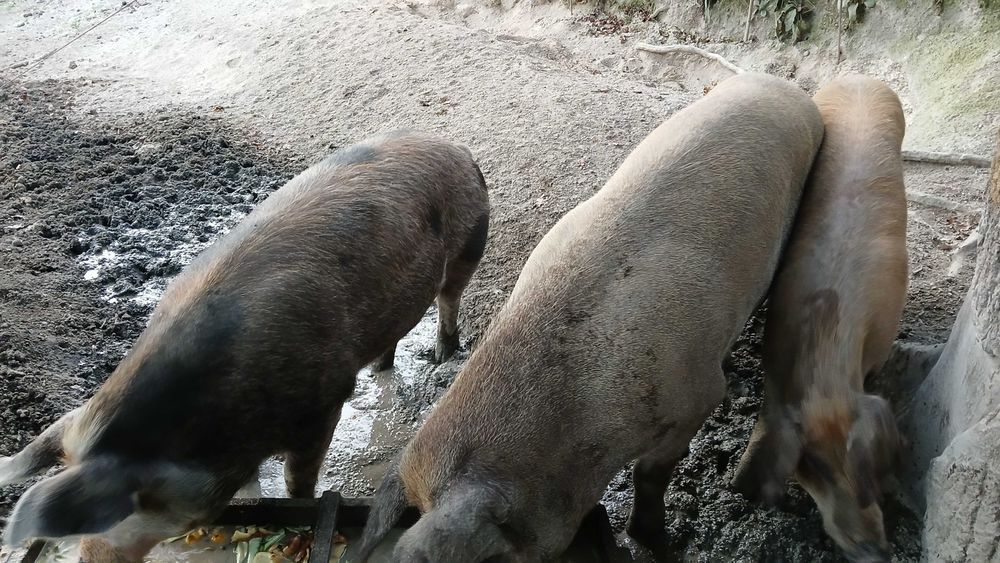Vendo varios porcos caseiros para criar ou matar todos adultos tenho 6