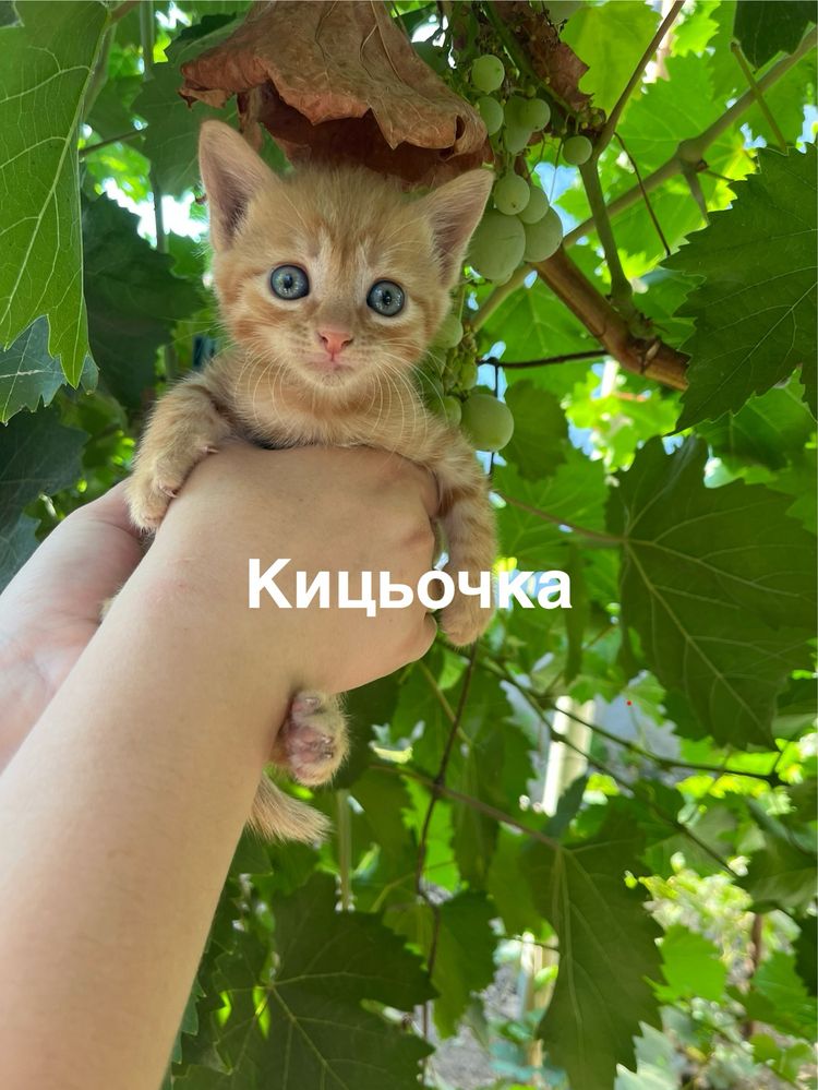 Котята (кошенята)