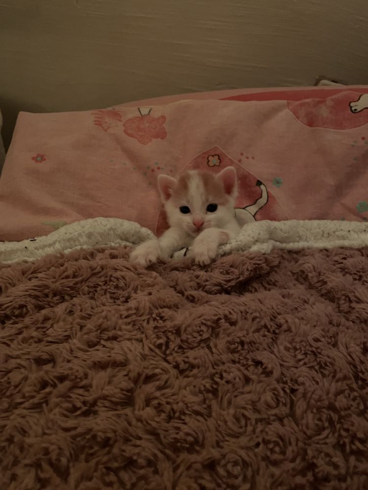 kotki do adopcji