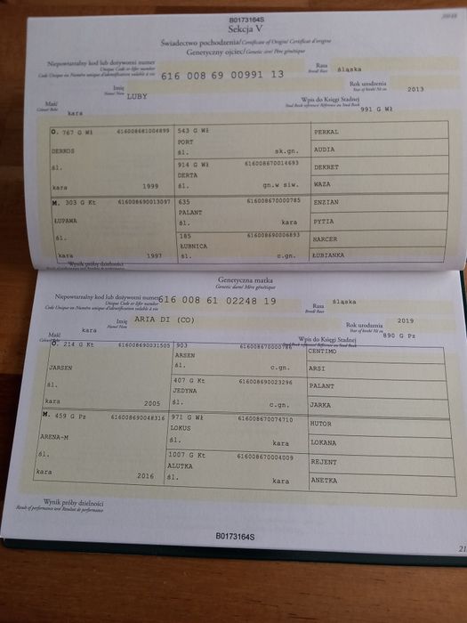 Klacz śląska 2,5 roku