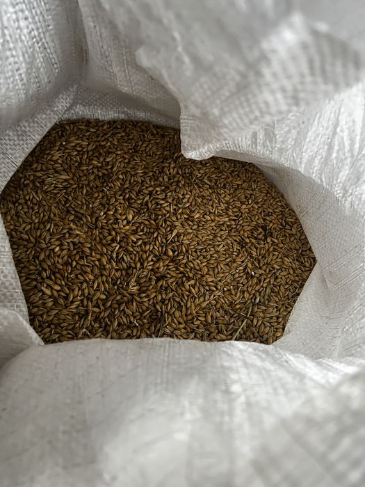 продам ячмінь зібраний цього року