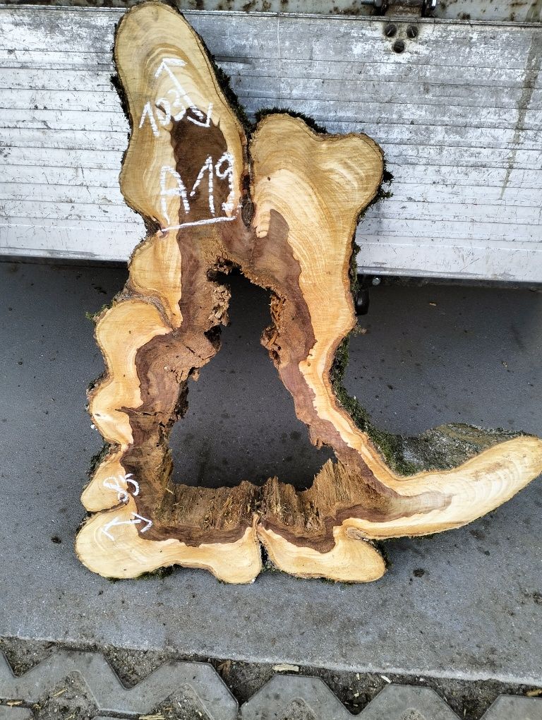 Plaster wiąz z czeczotą bardzo duże korzeń wiąz