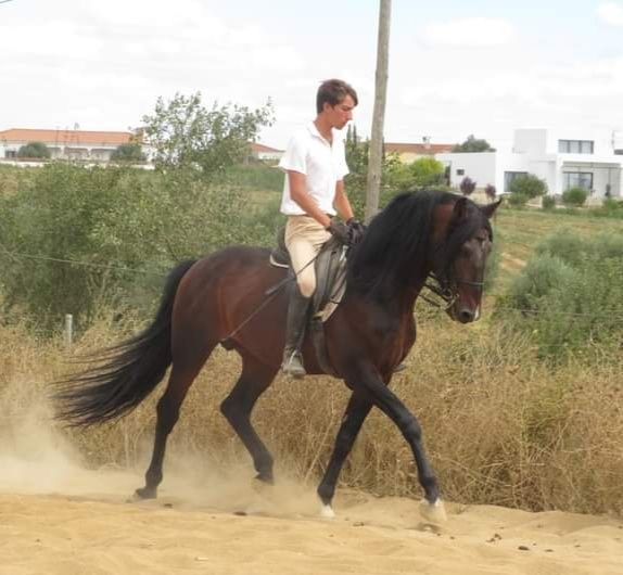 Garanhão lusitano pontuado
