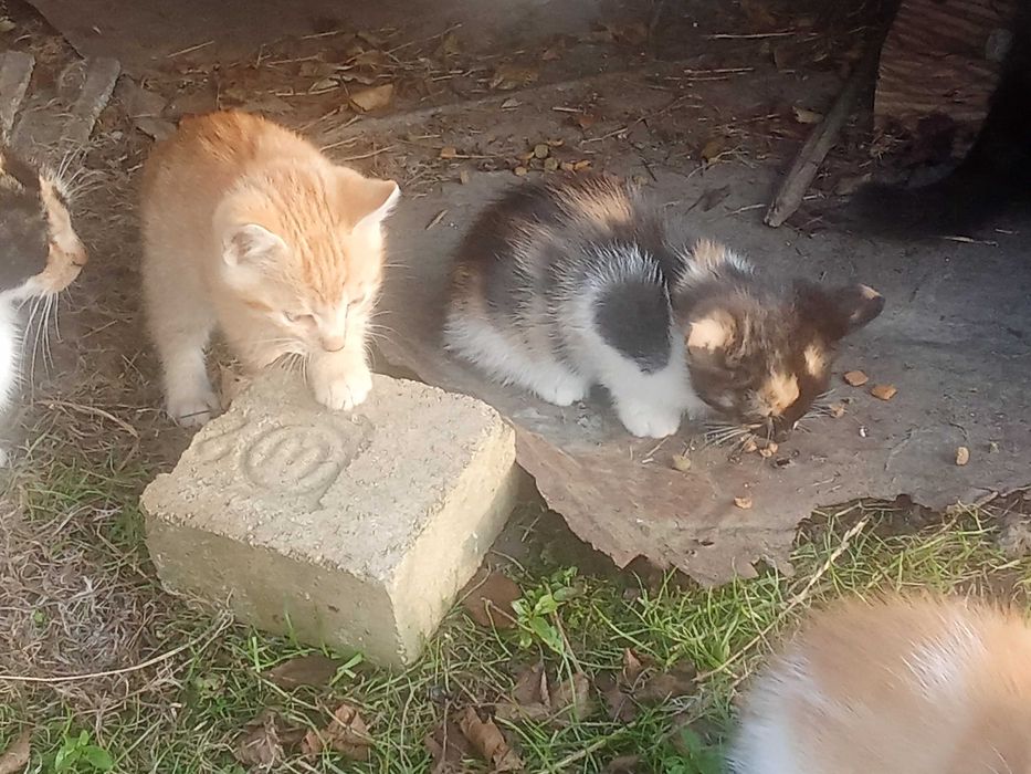 Oddam za darmo w Dobre ręce