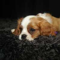 Cavalier King Charles spaniel