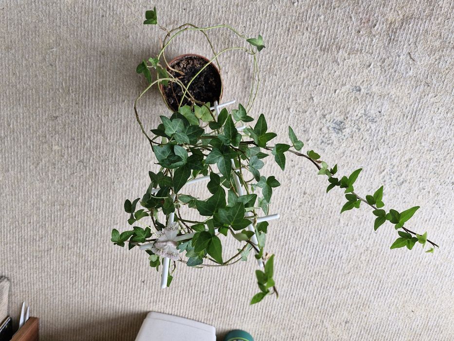 Peperomis, epipremnum,  hoja...