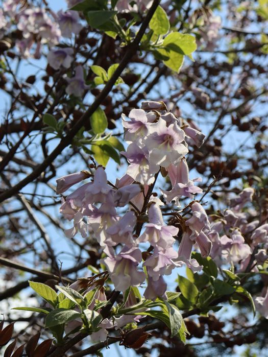Paulownia Shang Tong - Dwuletnie sadzonki szybko rosnące. PRODUCENT