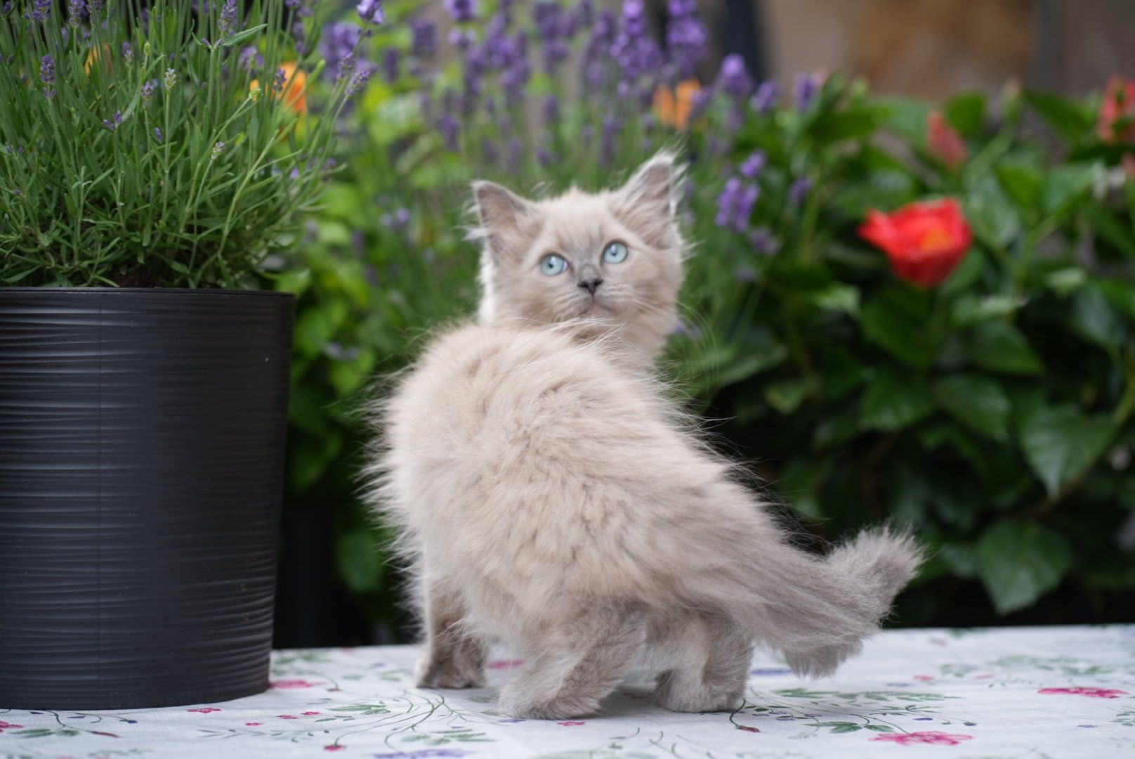 Kocurek blue mink Cattris ragdoll/cherubim