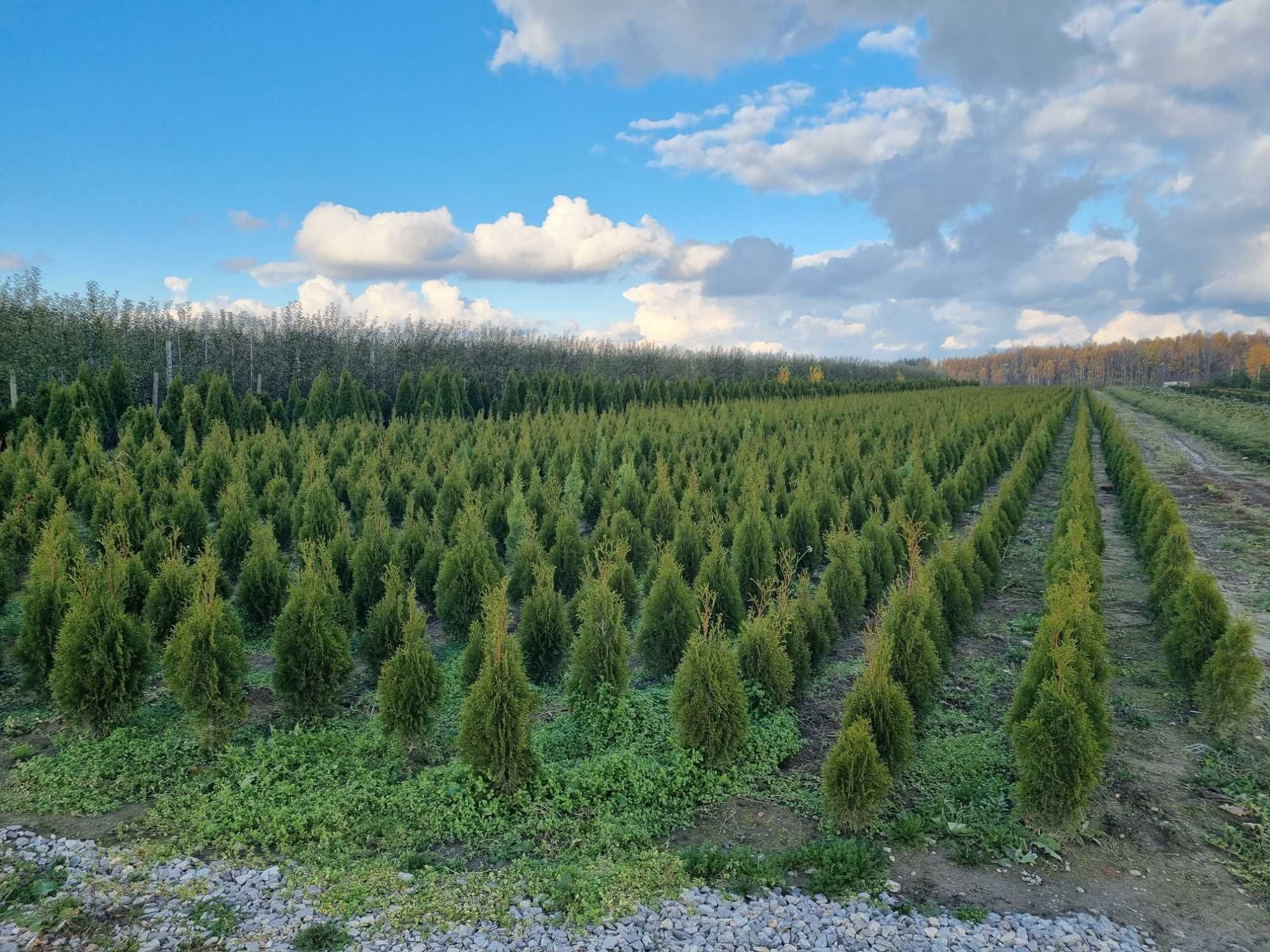 Tuja szmaragd 150 cm, żywotnik zachodni ,,smaragd", Thuja occidentalis