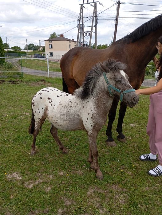 Kucyka tarantowatego sprzedam