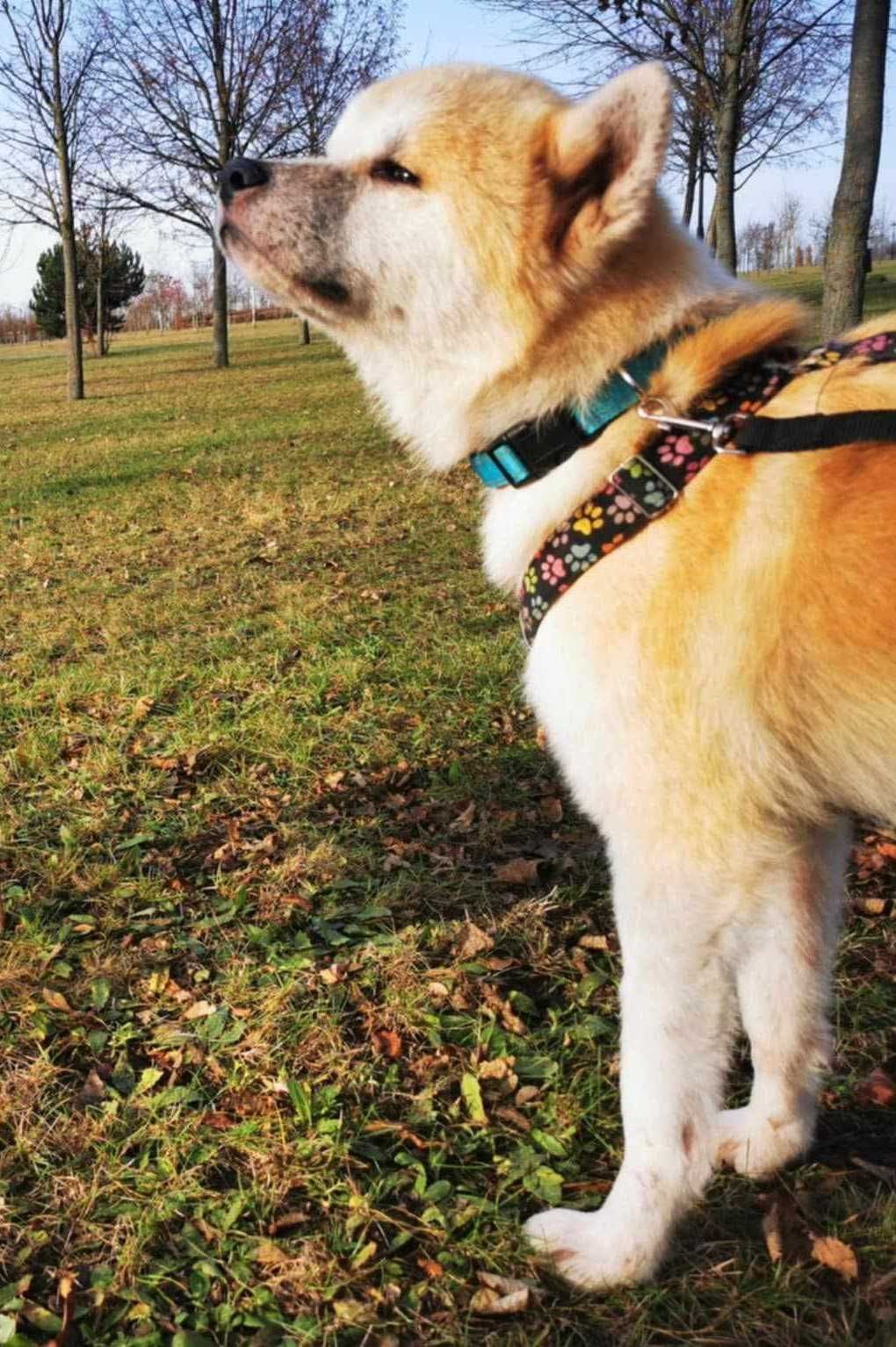 Akita do adopcji. Yuki szuka domu