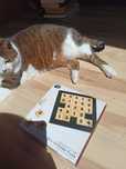 Gra planszowa IQ test