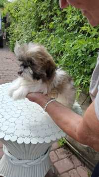 Shih tzu tricolor