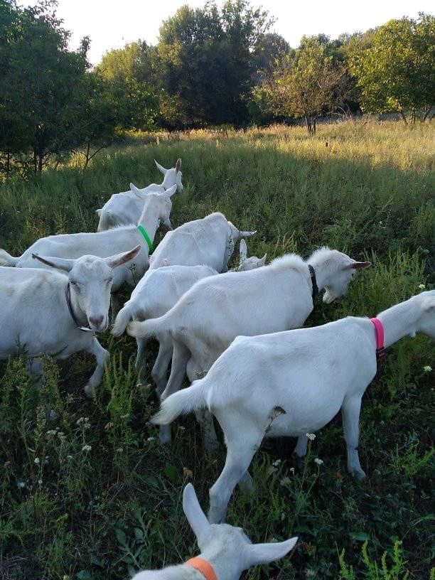 Козье молоко, молочні продукти.